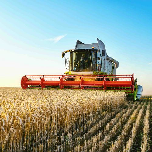 Combine harvester harvests ripe wheat. Ripe ears of gold field on the sunset cloudy orange sky background. . Concept of a rich harvest. Agriculture image